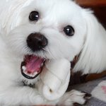 [행보기] 말티즈 행복이의 일상다반사 2