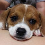 [CHEN] 우리집개가종대를닮았어요