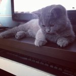 [포메브숏] 포메아쫑 브숏먼지 <b>개냥</b>의동거-4