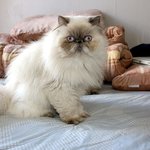 [아리와<b>베리</b>] 아리와 <b>베리</b>의 그루밍 시간~!