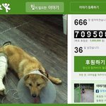 [힘<b>내요</b>] 유기견 보호소에 희망을 나눠주세요
