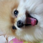 설애  고슴도치설ㅋㅋ