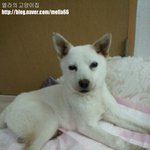 [도와주세요] [입양 <b>임</b><b>보</b>] 7개월 아가 백구 이야기 들어보실래요...