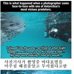 [콜로라도] 우리가 몰랐던 바다표범의 <b>따뜻</b>함....