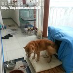 [도와주세요] [입양 <b>임보</b>]  마음의 상처를 가진 황구 치유해주실분...