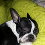 보스턴테리어 까미입니다