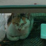 매일같이 집앞에서 기다리는 삼색이..길에서 사는게 힘들어요