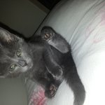 울이쁜<b>소이</b>..지.못.미....ㅠ