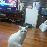 고양이를 찾습니다