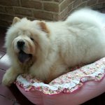 [조언부탁] 차우차우에관해서~~~질문이요!