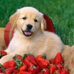 귀여운 <b>동물</b>들의 딸기사랑.jpg