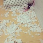 우리집 휴지성<b>애자</b> 뽀