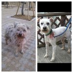 수원경기대 유기견 <b>실버</b>의 새 주인을 찾습니다