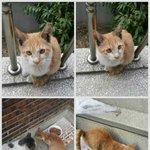 가여운 금손이에게 사랑을 주신 <b>천사님</b>들 감사합니다(__)