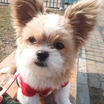 강아지 어떤거랑 섞인건지 봐주세요