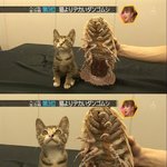 [공포베스트] [혐] 고양이보다 큰 벌레