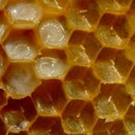 수원다이어트한의원 소개하는  프로폴리스 효능 수원다이어트한의원 <b>칼럼</b>...