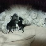 [포초코] 버려진 아기냥이들이 찾아왔어요