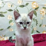 [고양이] 나는 고냥이다