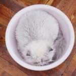 [아리와베리] 베리의 <b>세숫대야</b> 집 ? -0-