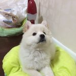 [퐁이] 스피츠 퐁이