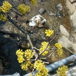 [EXO] 어제 꽃놀이갔다왔는데