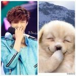 [EXO] 이거 슘이랑이씽이 강아지같아