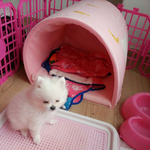 [포메라니안] som's <b>story</b> 3