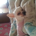 [치와왕] 갱<b>아지</b> 초보 산책기!