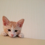 [지아찌앤] <b>부농</b>코 지아