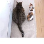 [짤북] 으잌 <b>돼지</b>새끼야~ㅋㅋㅋㅋㅋㅋ