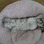 귀 접힌 고양이 <b>라떼</b> 인사드려요