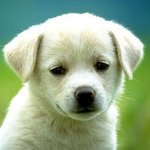 <b>시무룩</b>한 표정이 귀여운 동물들