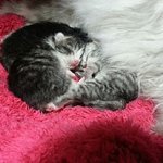 [포초코] 버려진 아기냥이들이 찾아왔어요-두번째