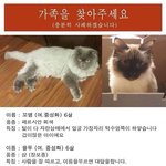 <꼬맹이와 율무를 애타게 찾습니다>