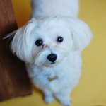[행보기] 말티즈 행복이의 일상다반사3