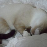 [고양이] 나는고양이다 (<b>슈슈</b>의 첫 미용)