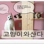 [냥이와산다] 고양이와산다(간식의위력)