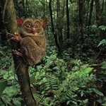 [희귀동물] 공룡보다 진귀한 희귀동물 15종