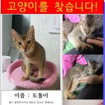 성동/광진구 근방에서 우리 도톨이를 보셨나요