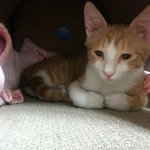 냥이가출!!!!도와주세요!!