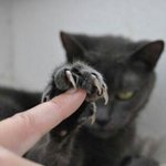 [짤북] <b>손가락</b> 내려놔라..