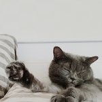 [탄천필근] [탄천필근] 우다다닥 고양이 네마리