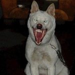 [시우민] ㅅㄷ) 웅녀들 웃긴짤 공유하자