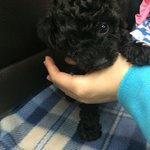 (조언부탁)강아지분양후 홍역 꼭봐주세요 어떻게 해야할지..ㅠㅠ