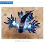 [공포베스트] 용의 환생? <b>바다</b> 민<b>달팽이</b>