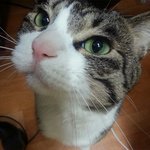[고양이띵똥] 급해요..고양이가 저만있으면 안나와요...