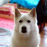 [허스키<b>심바</b>] <b>심바</b>의 산책일기 따뜻한 봄 즐거운 산책