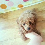 [<b>초롱</b>이] 과거현재