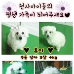 나주<b>천사</b>의 집 소식입니다. 루이의 가족이 되어주세요!